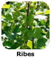 Ribes